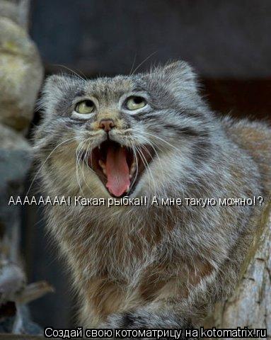 Котоматрица: АААААААА! Какая рыбка!! А мне такую можно!?
