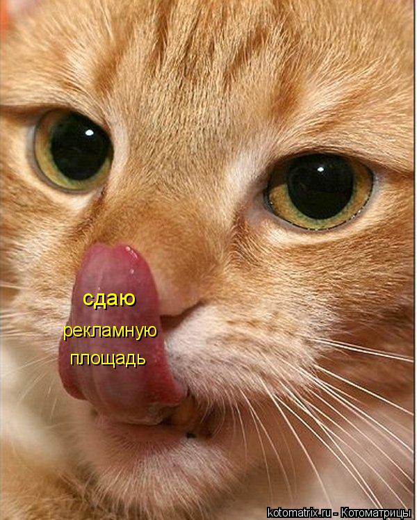 сдаю рекламную площадь... Котоматрица: сдаю рекламную площадь