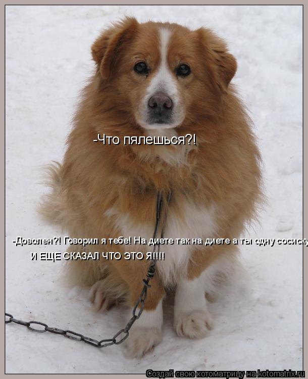 Котоматрица: -Что пялешься?! -Доволен?! Говорил я тебе! На диете так на диете а ты одну сосиску И ЕЩЕ СКАЗАЛ ЧТО ЭТО Я!!!!