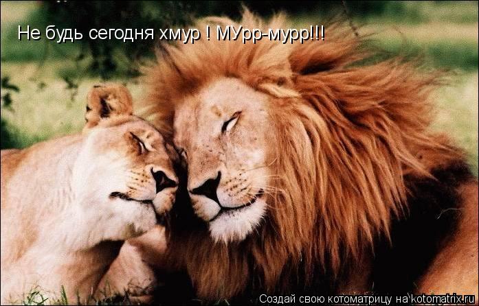 Котоматрица: Не будь сегодня хмур ! МУрр-мурр!!!