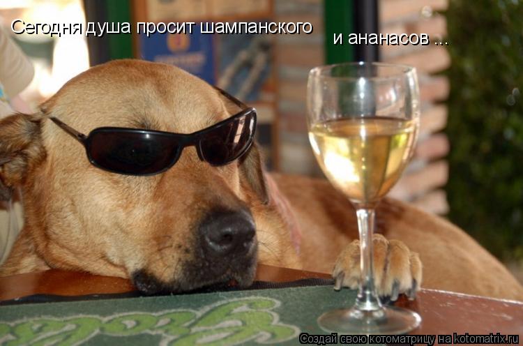 Сегодня душа просит шампанского и ананасов ...... Котоматрица: Сегодня душа просит шампанского и ананасов ...