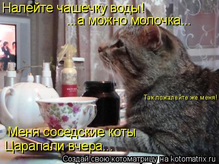 Налейте чашечку воды! ...а можно молочка... Меня соседские коты Царапали вчера... Так пожалейте же ме... Котоматрица: Налейте чашечку воды! ...а можно молочка... Меня соседские коты Царапали вчера... Так пожалейте же меня!