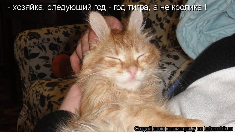 Котоматрица: - хозяйка, следующий год - год тигра, а не кролика !