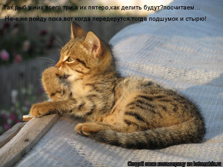 Котоматрица: Так,рыб у них всего три,а их пятеро,как делить будут?посчитаем... Не-е,не пойду пока,вот когда передерутся,тогда подшумок и стырю!
