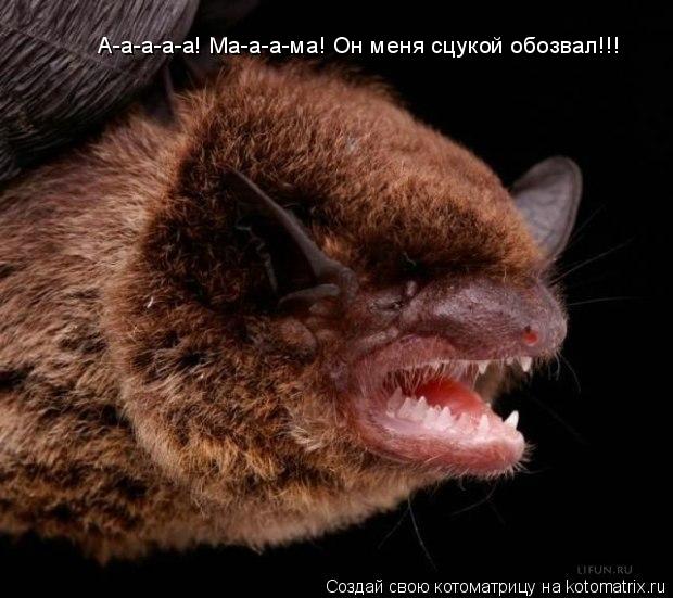 Котоматрица: А-а-а-а-а! Ма-а-а-ма! Он меня сцукой обозвал!!!