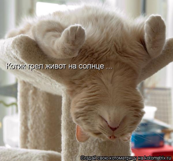 Котоматрица: Котик грел живот на солнце ...