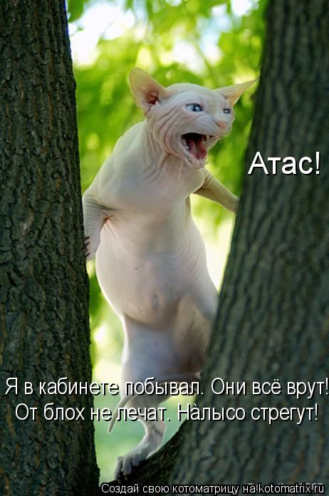 Атас! Я в кабинете побывал. Они всё врут! От блох не лечат. Нàлысо стрегут!... Котоматрица: Атас! Я в кабинете побывал. Они всё врут! От блох не лечат. Нàлысо стрегут!