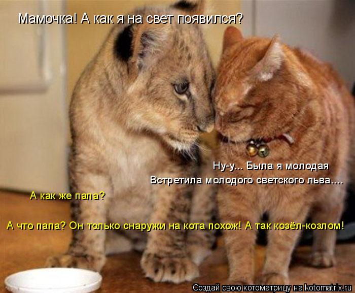 Котоматрица: Мамочка! А как я на свет появился?  Ну-у... Была я молодая Встретила молодого светского льва.... А как же папа? А что папа? Он только снаружи на ко