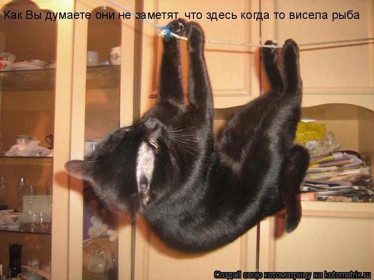 Котоматрица: Как Вы думаете они не заметят, что здесь когда то висела рыба