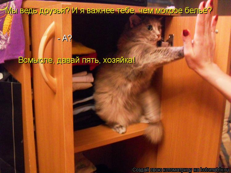 Котоматрица: Мы ведь друзья? И я важнее тебе, чем мокрое бельё? - А? Всмысле, давай пять, хозяйка!