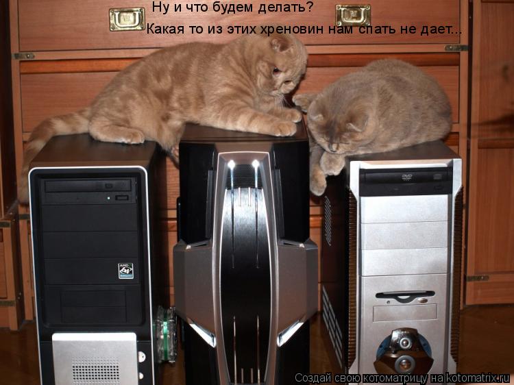 Котоматрица: Ну и что будем делать? Какая то из этих хреновин нам спать не дает...