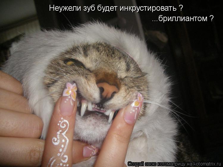 Котоматрица: Неужели зуб будет инкрустировать ? ...бриллиантом ?