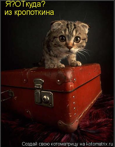 Котоматрица: Я?ОТкуда? из кропоткина