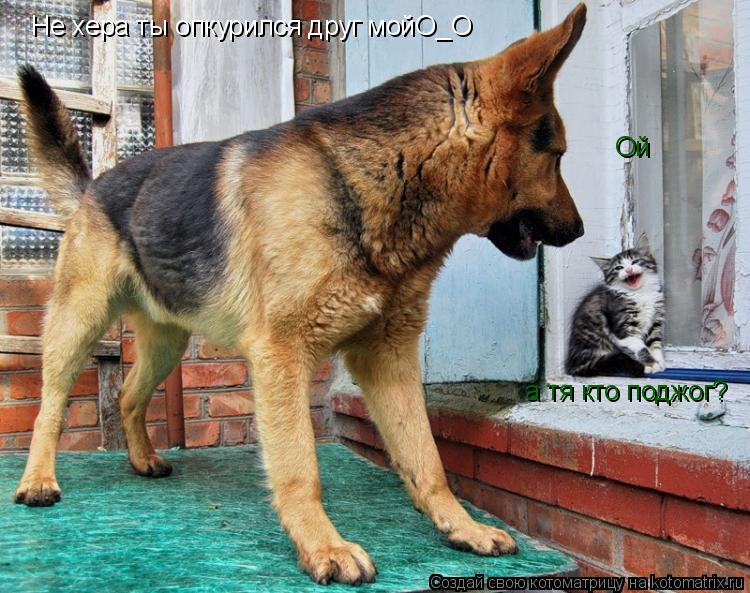 Не хера ты опкурился друг мойО_О Ой а тя кто поджог?... Котоматрица: Не хера ты опкурился друг мойО_О Ой а тя кто поджог?