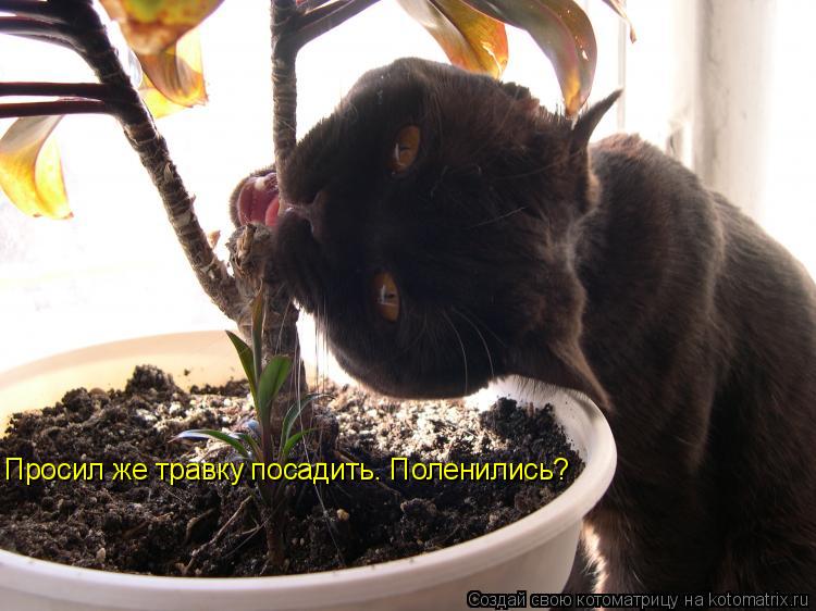 Просил же травку посадить. Поленились?... Котоматрица: Просил же травку посадить. Поленились?
