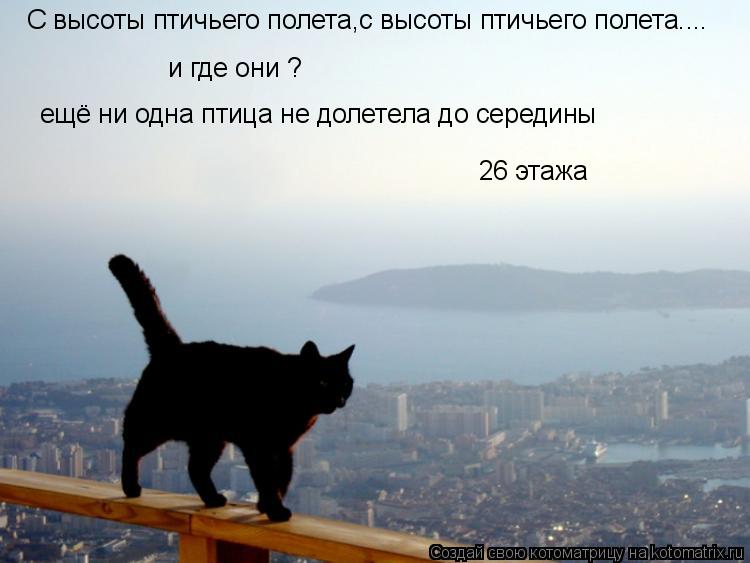 С высоты птичьего полета,с высоты птичьего полета.... и где они ? ещё ни одна птица не долетела до се... Котоматрица: С высоты птичьего полета,с высоты птичьего полета.... и где они ? ещё ни одна птица не долетела до середины 26 этажа