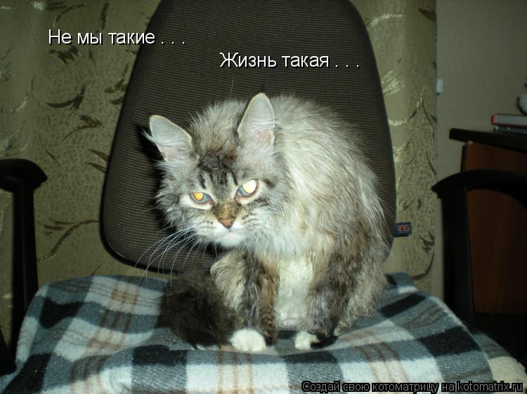 Не мы такие . . . Жизнь такая . . .... Котоматрица: Не мы такие . . . Жизнь такая . . .