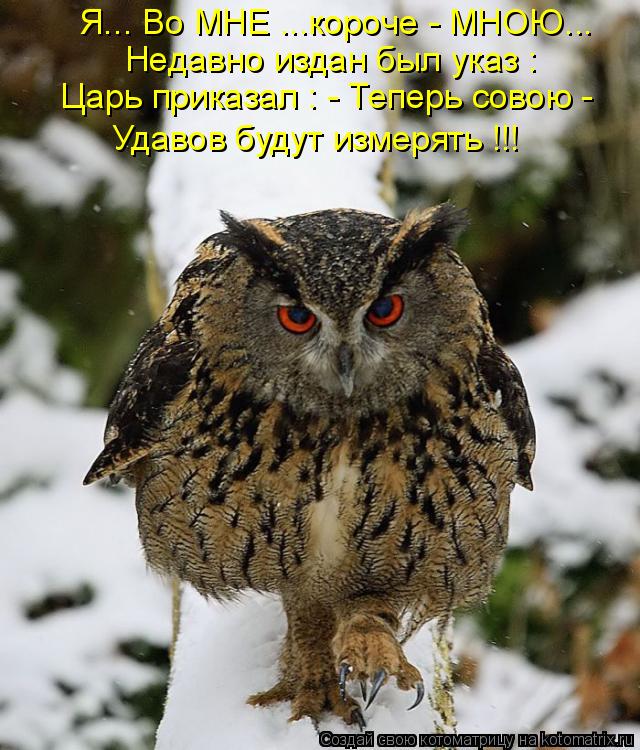 Котоматрица: Я... Во МНЕ ...короче - МНОЮ... Недавно издан был указ : Царь приказал : - Теперь совою - Удавов будут измерять !!!