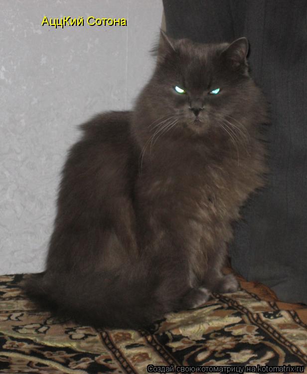Котоматрица: АццКий Сотона
