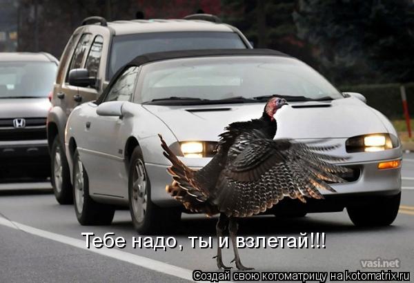 Тебе надо, ты и взлетай!!!... Котоматрица: Тебе надо, ты и взлетай!!!