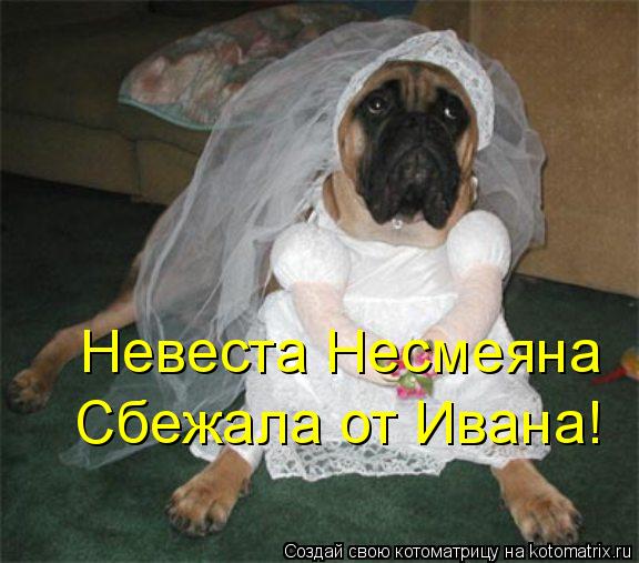 Котоматрица: Невеста Несмеяна Сбежала от Ивана!