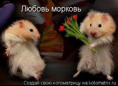 Котоматрица: Любовь морковь
