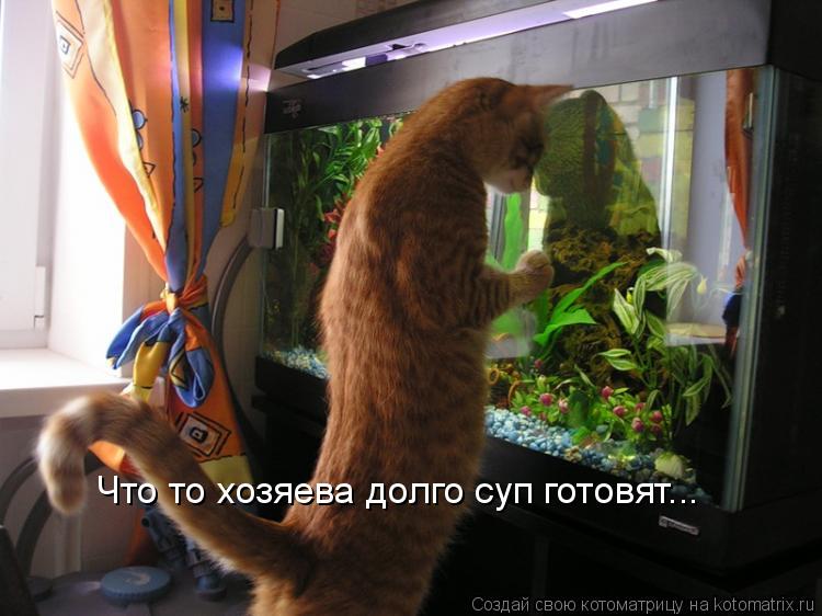 Что то хозяева долго суп готовят...... Котоматрица: Что то хозяева долго суп готовят...