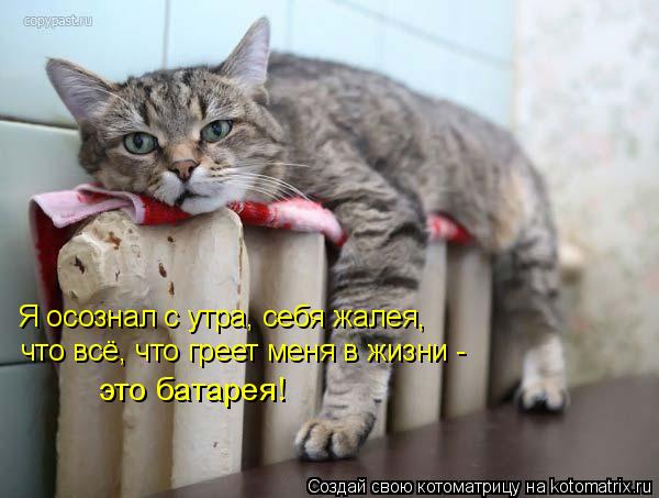Я осознал с утра, себя жалея, что всё, что греет меня в жизни - это батарея!... Котоматрица: Я осознал с утра, себя жалея, что всё, что греет меня в жизни - это батарея!