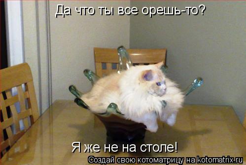 Да что ты все орешь-то? Я же не на столе!... Котоматрица: Да что ты все орешь-то? Я же не на столе!