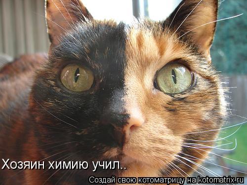 Котоматрица: Хозяин химию учил..