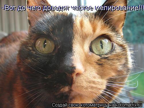 Котоматрица: -Вот до чего доводит частое мелирование!!!!! -Вот до чего доводит частое мелирование!!!!!
