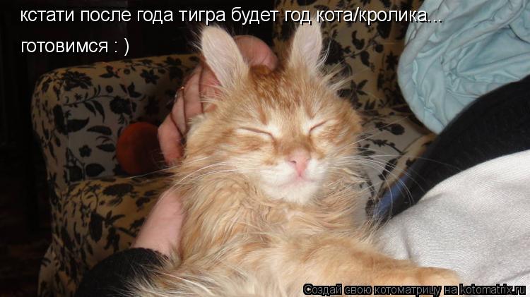 Котоматрица: кстати после года тигра будет год кота/кролика... готовимся : )