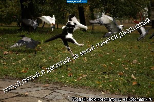 Котоматрица: пятый,пятый,я десятый,за мной гонится двадцатый