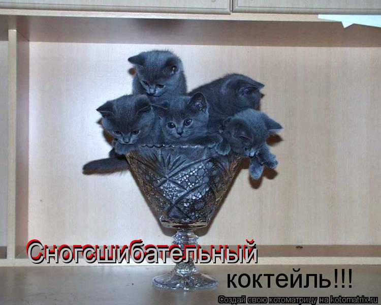 Котоматрица: Сногсшибательный  Сногсшибательный  Сногсшибательный  коктейль!!!