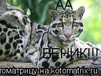 Котоматрица: АА ВЕНИК!!!