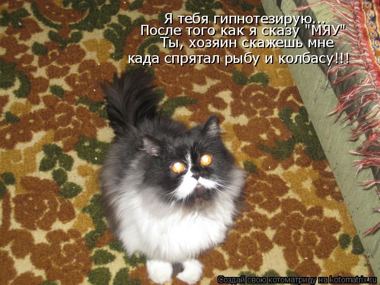 Котоматрица: Я тебя гипнотезирую... После того как я сказу "МЯУ" Ты, хозяин скажешь мне када спрятал рыбу и колбасу!!!