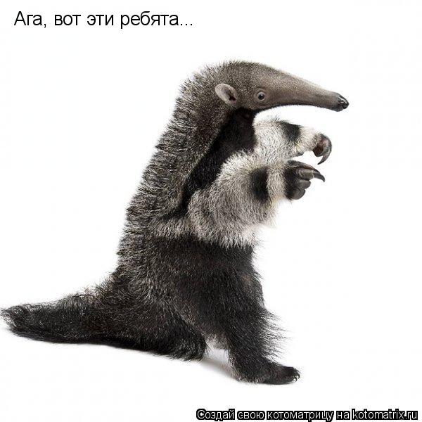 Котоматрица: Ага, вот эти ребята...