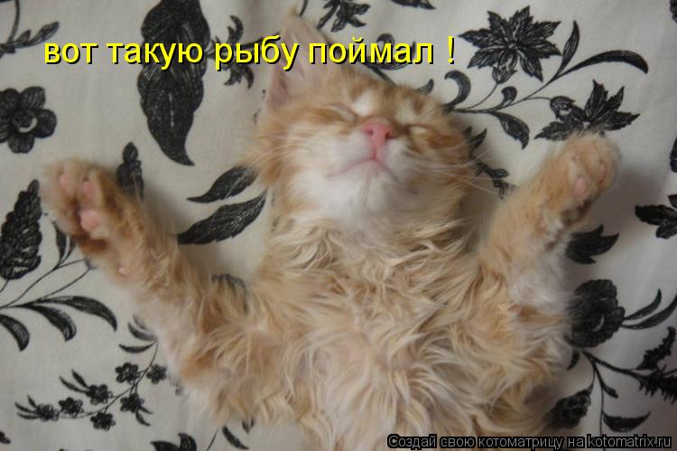 Котоматрица: вот такую рыбу поймал !