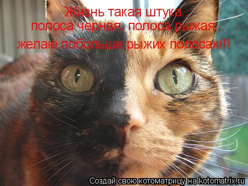 Котоматрица: Жизнь такая штука...  полоса черная, полоса рыжая... желаю побольше рыжих полосак!!!