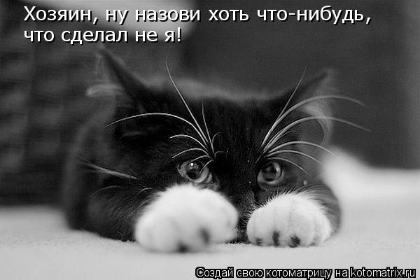 Котоматрица: Хозяин, ну назови хоть что-нибудь, что сделал не я!