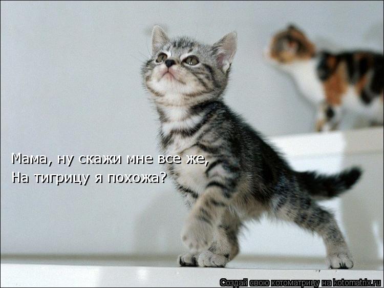 Мама, ну скажи мне все же, На тигрицу я похожа?... Котоматрица: Мама, ну скажи мне все же, На тигрицу я похожа?