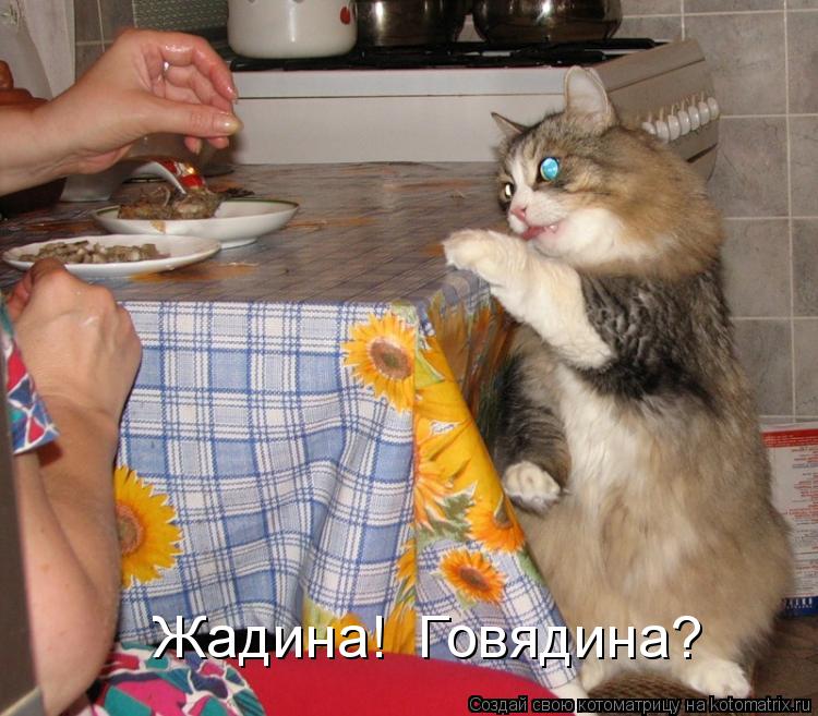 Жадина! Говядина?... Котоматрица: Жадина! Говядина?