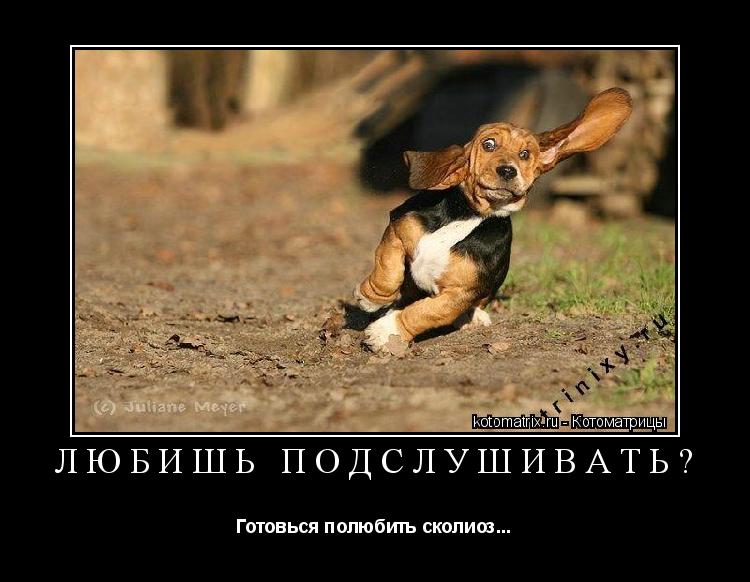 Котоматрица: Любишь подслушивать? Готовься полюбить сколиоз...
