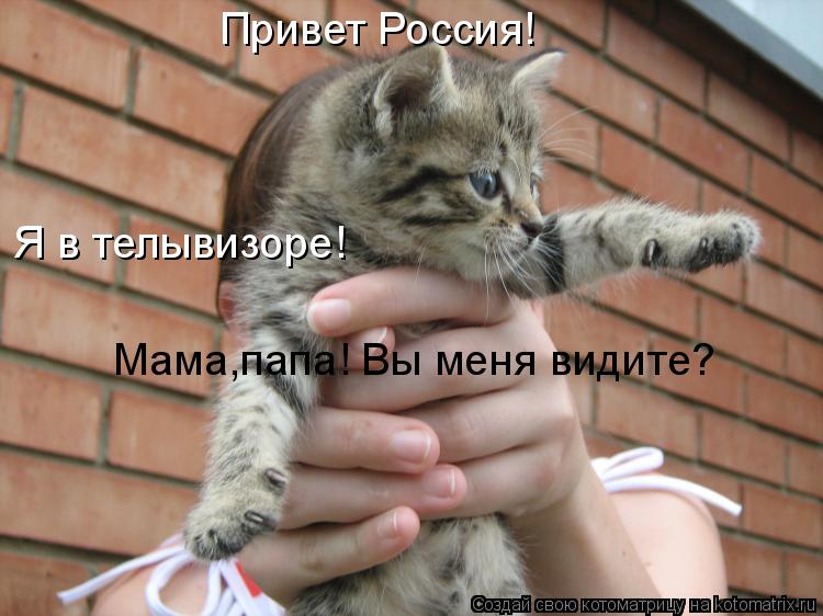 Котоматрица: Привет Россия! Мама,папа! Вы меня видите? Я в телывизоре!