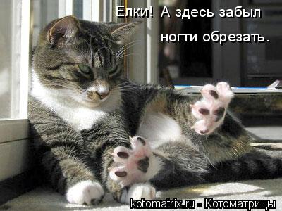 Котоматрица: А здесь забыл ногти обрезать. Елки!