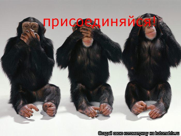 Котоматрица: присоединяйся!