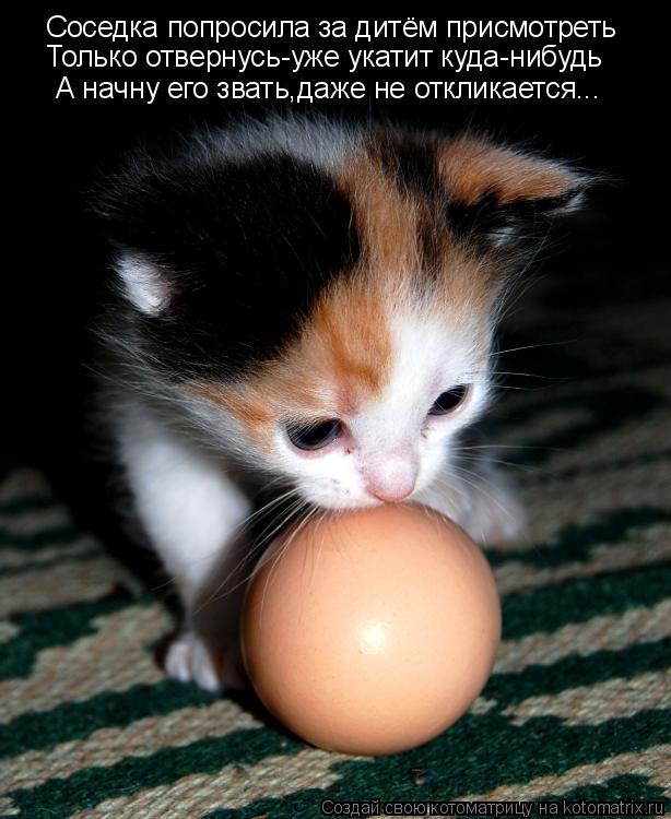 Котоматрица: Соседка попросила за дитём присмотреть Только отвернусь-уже укатит куда-нибудь А начну его звать,даже не откликается...
