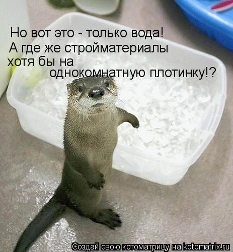 Котоматрица: Но вот это - только вода! А где же стройматериалы  хотя бы на  однокомнатную плотинку!?