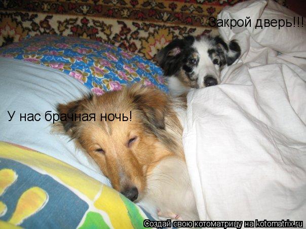 Котоматрица: Закрой дверь!!! У нас брачная ночь!