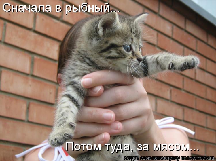 Котоматрица: Сначала в рыбный... Потом туда, за мясом...
